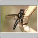 Bibio sp - Haarmuecke m01.jpg